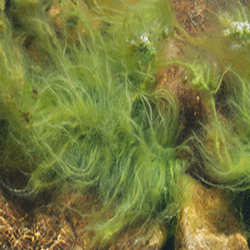 Algenratgeber