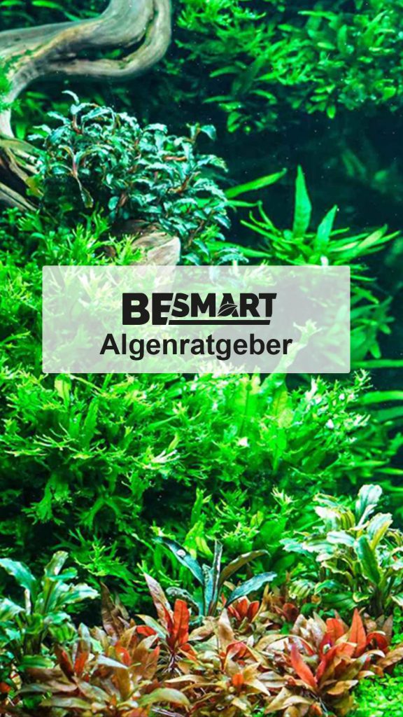 Algenratgeber Algenratgeber